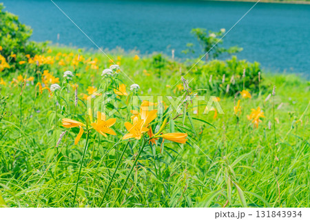 【群馬県】野反湖　湖畔のノゾリキスゲ 131843934