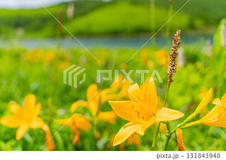 【群馬県】野反湖　湖畔のノゾリキスゲ 131843940