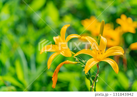 【群馬県】野反湖 湖畔のノゾリキスゲ 【群馬県】野反湖 湖畔のノゾリキスゲ 131843942