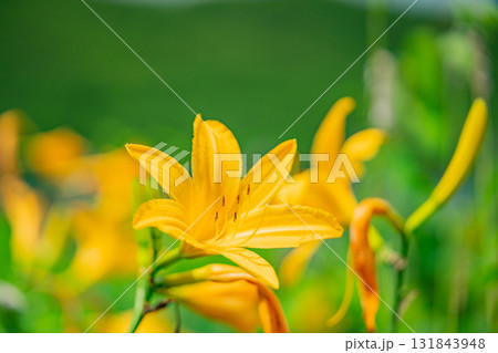 【群馬県】野反湖　湖畔のノゾリキスゲ 131843948