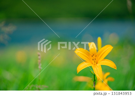 【群馬県】野反湖　湖畔のノゾリキスゲ 131843953