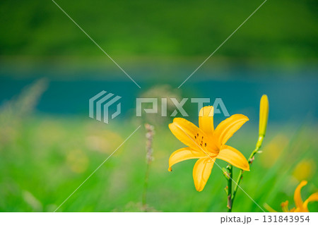 【群馬県】野反湖 湖畔のノゾリキスゲ 【群馬県】野反湖 湖畔のノゾリキスゲ 131843954