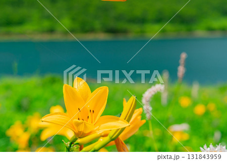 【群馬県】野反湖　湖畔のノゾリキスゲ 131843959