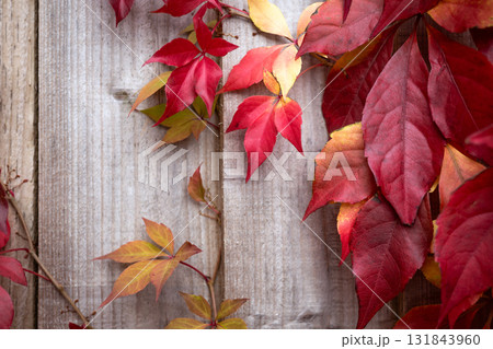 Red, Orange and Yellow leaves, against a garden fence, in a firework of autumn colours, invoking a warm cosy feeling in keeping with the season Red, Orange and Yellow leaves, against a garden fence, in a firework of autumn colours, invoking a warm cosy feeling in keeping with the season 131843960