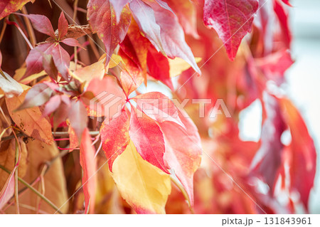 Red, Orange and Yellow leaves, against a garden fence, in a firework of autumn colours, invoking a warm cosy feeling in keeping with the season Red, Orange and Yellow leaves, against a garden fence, in a firework of autumn colours, invoking a warm cosy feeling in keeping with the season 131843961