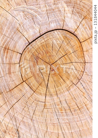 樹木伐採跡の木目アート 131844044