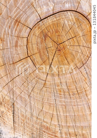 樹木伐採跡の木目アート 131844045