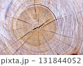 樹木伐採跡の木目アート 131844052