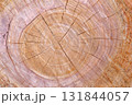 樹木伐採跡の木目アート 131844057
