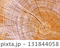 樹木伐採跡の木目アート 131844058