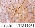 樹木伐採跡の木目アート 131844061
