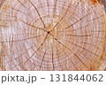 樹木伐採跡の木目アート 131844062