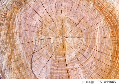 樹木伐採跡の木目アート 131844063