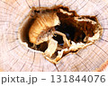 樹木伐採跡の木目アート 131844076