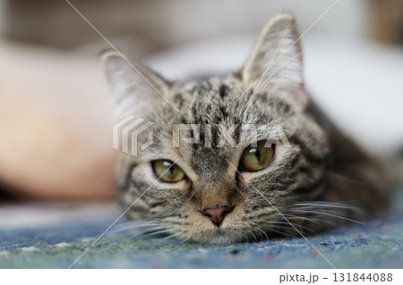 まったりする猫 まったりする猫 131844088