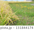 黄色い花の土手の横でたわわに実った稲穂 131844174