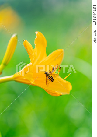 【群馬県】野反湖　ノゾリキスゲ（ニッコウキスゲ）の蜜を吸う蜂 131844181