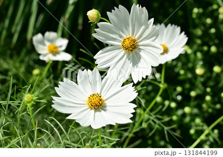 白いコスモス(キク科) 白いコスモス(キク科) 131844199