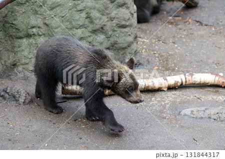 ヒグマの子供 ヒグマの子供 131844317