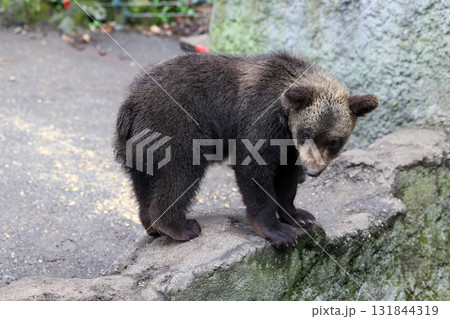 ヒグマの子供 ヒグマの子供 131844319