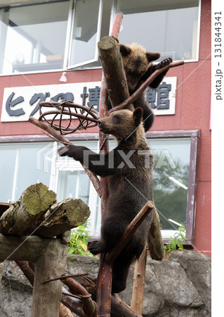 可愛いヒグマの子供　 131844341