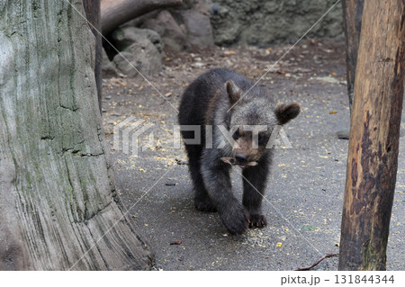 可愛いヒグマの子供 可愛いヒグマの子供 131844344