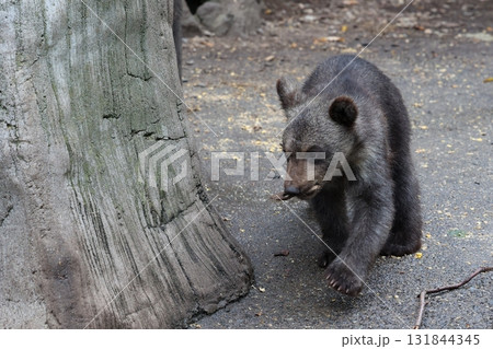 可愛いヒグマの子供 可愛いヒグマの子供 131844345