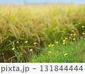 田んぼの土手に咲く黄色い花 131844444