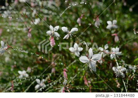 ガウラ（アカバナ科）ヤマモモソウ属 131844480