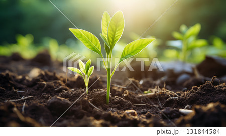 Plants growing from the soil in the forest with a blurred background. Young plant growing in sunlight. 131844584