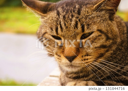 田代島　猫の島　島のえき　ネコ 131844716