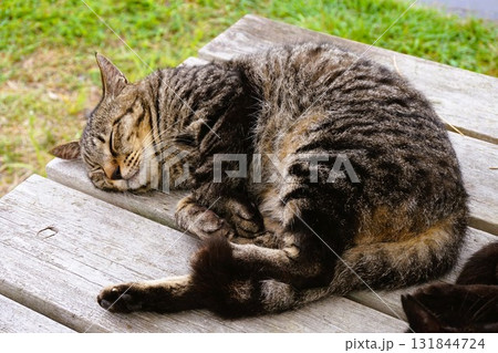 田代島 猫の島 島のえき ネコ 田代島 猫の島 島のえき ネコ 131844724