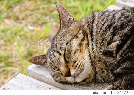 田代島 猫の島 島のえき ネコ 田代島 猫の島 島のえき ネコ 131844725