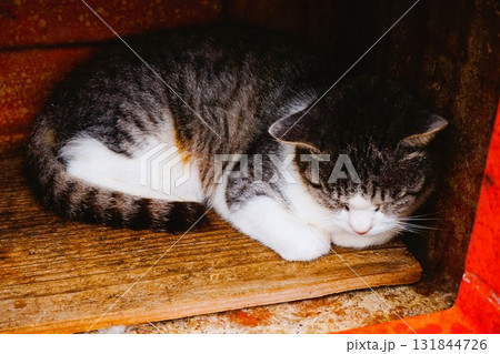 田代島 猫の島 島のえき ネコ 田代島 猫の島 島のえき ネコ 131844726