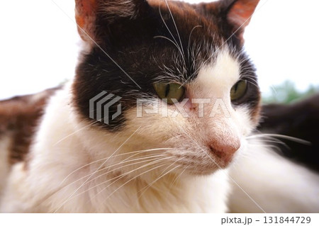 田代島　猫の島　島のえき　ネコ 131844729