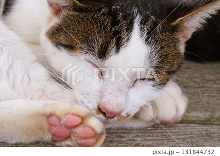 田代島　猫の島　島のえき　ネコ 131844732