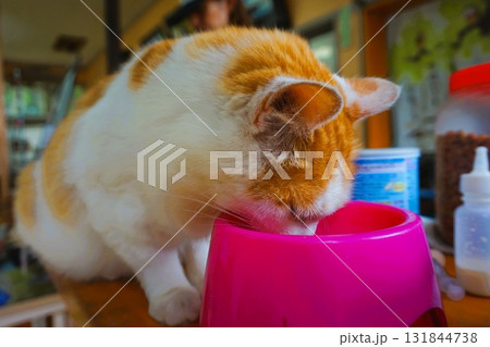 田代島 猫の島 島のえき ネコ 田代島 猫の島 島のえき ネコ 131844738