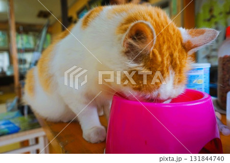 田代島 猫の島 島のえき ネコ 田代島 猫の島 島のえき ネコ 131844740