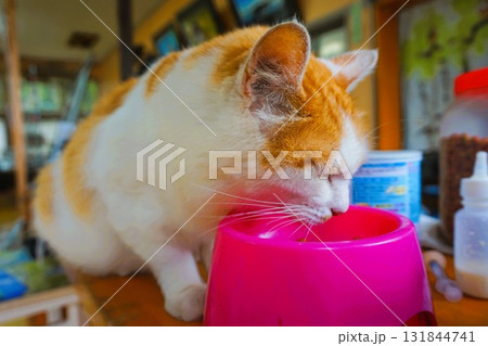 田代島 猫の島 島のえき ネコ 田代島 猫の島 島のえき ネコ 131844741