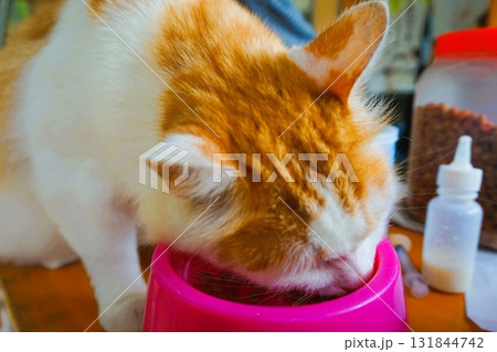 田代島　猫の島　島のえき　ネコ 131844742