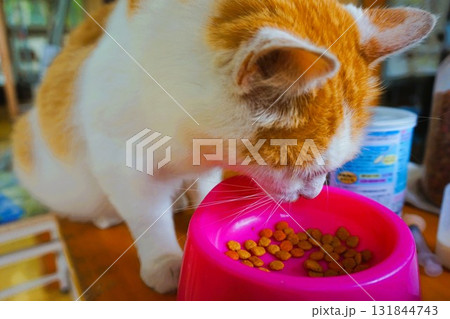 田代島 猫の島 島のえき ネコ 田代島 猫の島 島のえき ネコ 131844743
