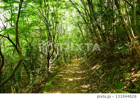 鏡山城78 登山道 鏡山城78 登山道 131844826