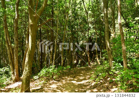 鏡山城37 登山道 鏡山城37 登山道 131844832
