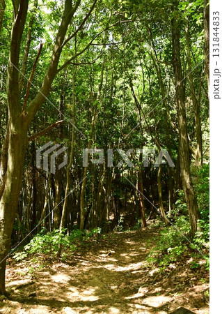 鏡山城24 登山道 131844833