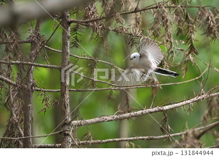 枝から飛び立つシマエナガ 131844944
