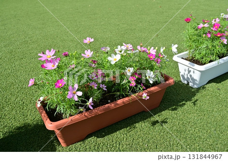 プランターに植えたコスモス(キク科) プランターに植えたコスモス(キク科) 131844967
