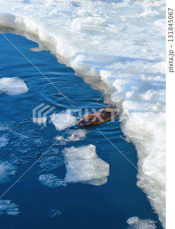 Muskrat Swimming in Icy Water Near Frozen Shore 131845067