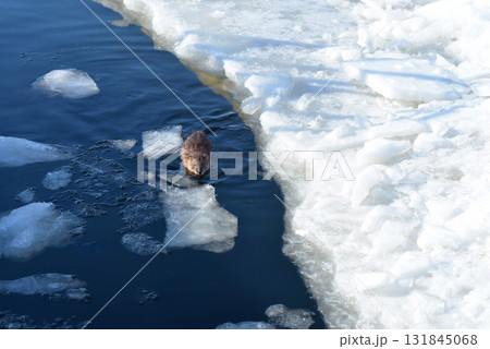 Muskrat Swimming in Icy Water Near Frozen Shore 131845068