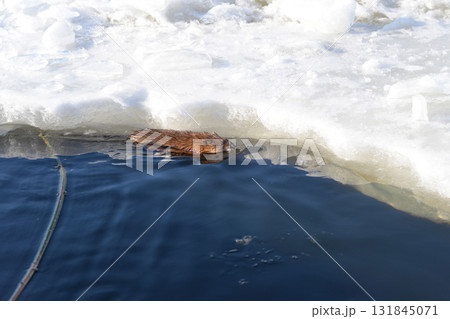 Muskrat Swimming in Icy Water Near Frozen Shore 131845071