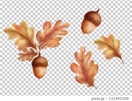 Watercolor illustration of an acorn with oak leaves Watercolor illustration of an acorn with oak leaves 131845209